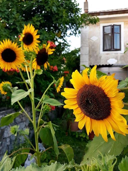 Zelena Oaza Skrljevo Exterior foto